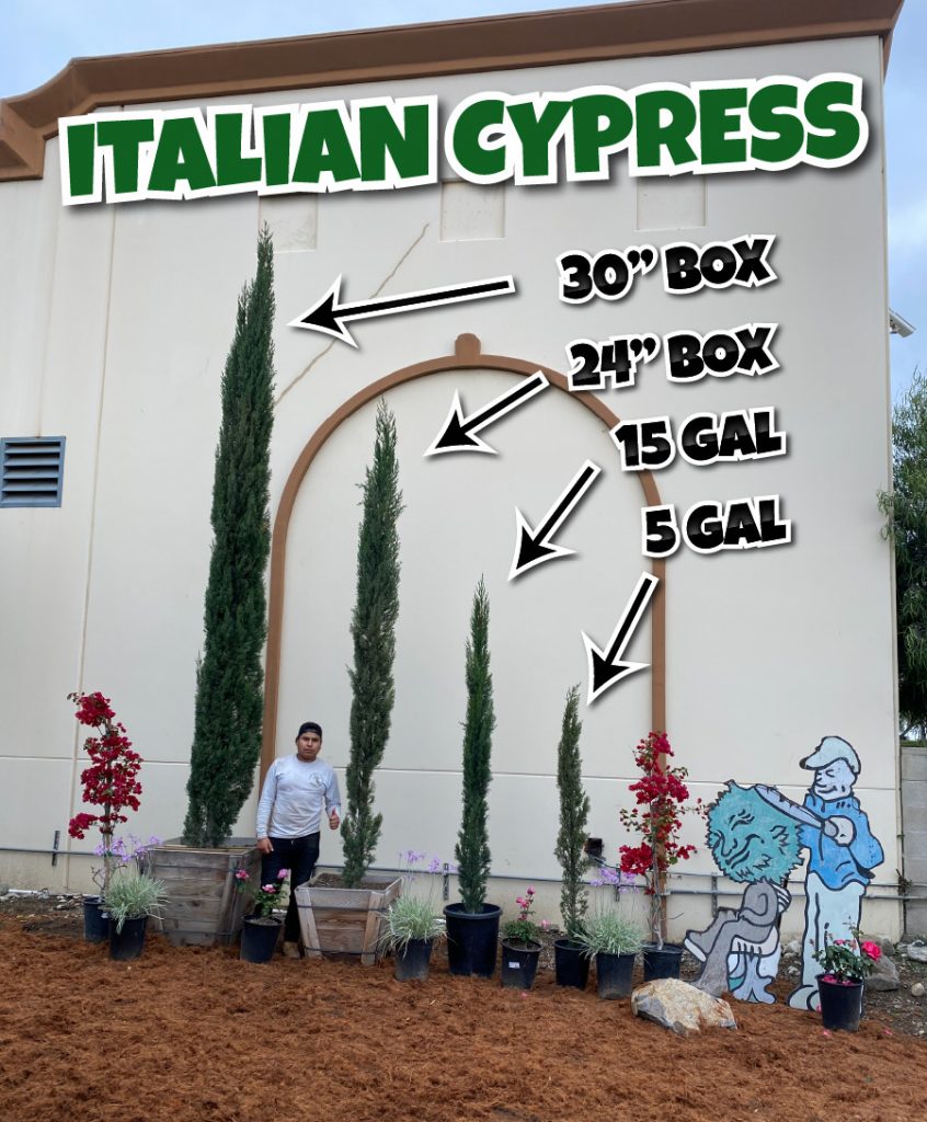 Italian cypress hedges in different size options