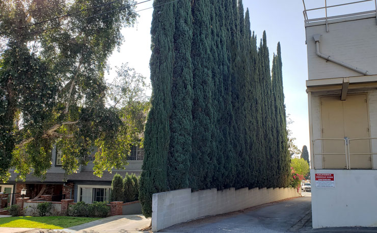 Italian Cypress blocking neighbor view