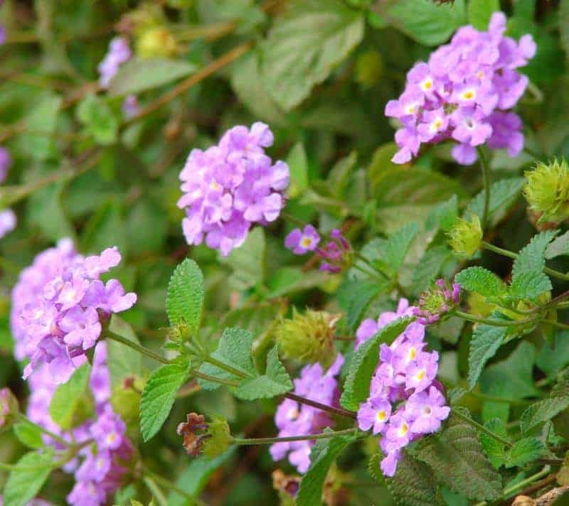 Purple Lantana flowers