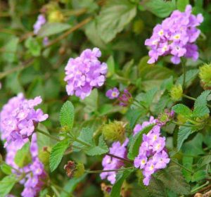 Purple Lantana flowers