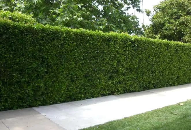 Ligustrum privet hedge