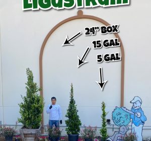 Texas Privet hedges from 5 gallon to 24 inch box