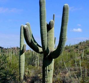 Pachycereus pringlei 