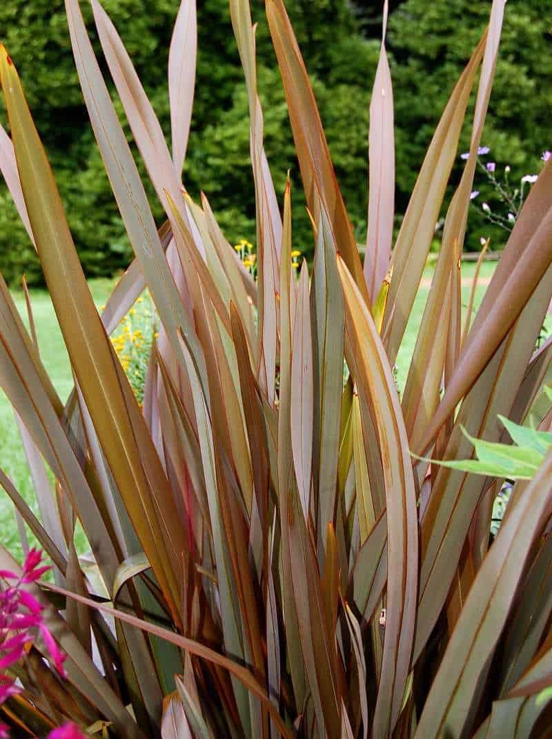 BronzeNewZealandFlax Phormiumtenax