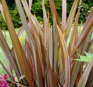 BronzeNewZealandFlax Phormiumtenax