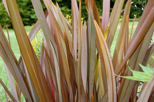 BronzeNewZealandFlax Phormiumtenax