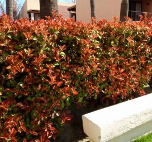 Photinia fraseri red tip