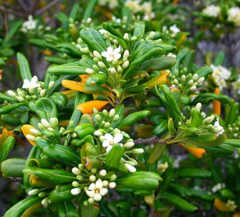 Pittosporum shrub mock orange