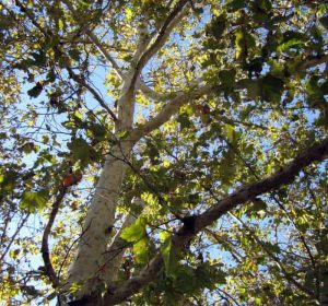 Platanus racemosa California Sycamore tree upshoot
