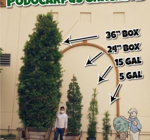 Podocarpus gracilior hedges in 5 gallon 15 gallon and 36 inch box sizes
