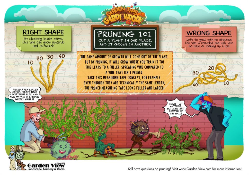 Pruning 101 infographic