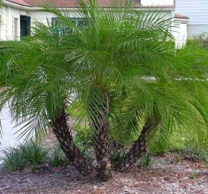 Pygmy Date Palm Tree, Phoenix roebelenii