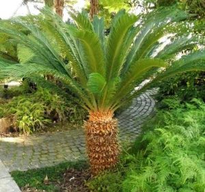 Sago Palm Tree, Cycas revoluta