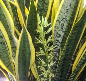 Sansevieria trifasciata 