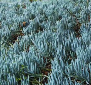 Senecio mandraliscae Blue Chalk Sticks groundcover succulent