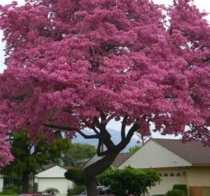 Pink Trumpet Tree Tabebuia impetiginosa
