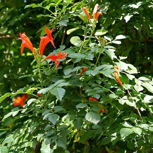 Tecomaria capensis orange flowers on cape honeysuckle vine