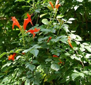Tecomaria capensis orange flowers on cape honeysuckle vine