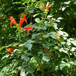 Tecomaria capensis orange flowers on cape honeysuckle vine