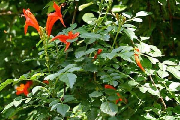 Tecomaria capensis orange flowers on cape honeysuckle vine