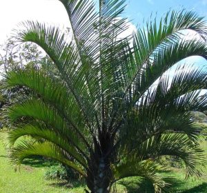 TrianglePalmTree Dypsisdecaryi