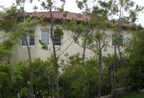 an improperly pruned hedge along fence, with holes in barrier reducing privacy