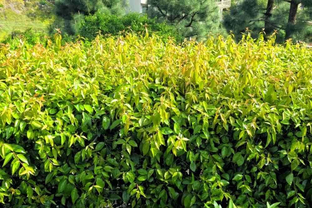 Shiny Xylosma Garden View Landscape, Nursery & Pools