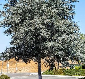 Acacia baileyana Purpurea Purple Cootamundra Wattle, Fern Leaf Acacia