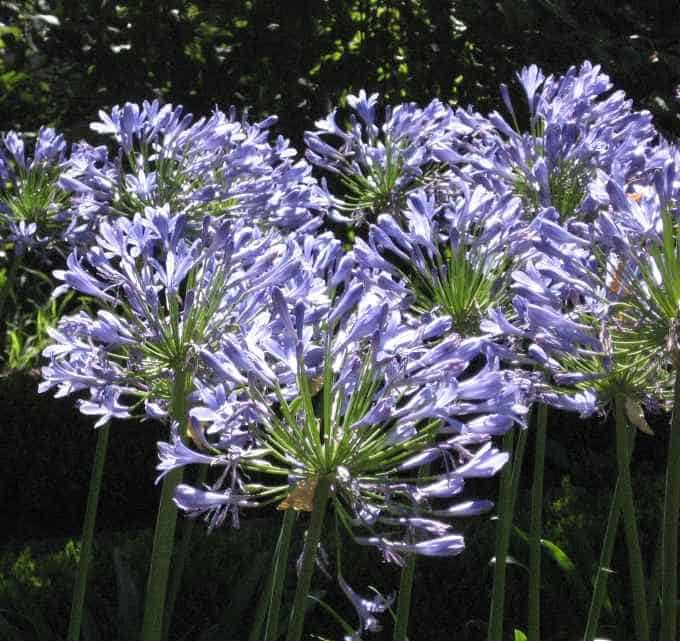 Agapanthus africanis Lily of the Nile