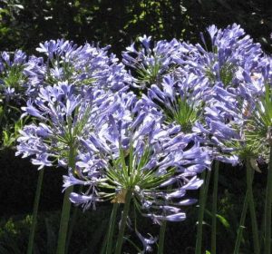 Agapanthus africanis Lily of the Nile