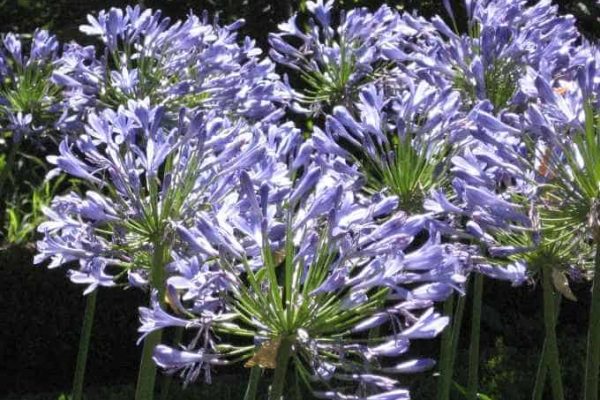 Agapanthus africanis Lily of the Nile