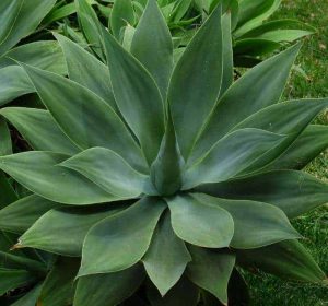 Agave attenuata succulent