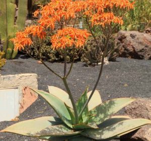 Coral Aloe succulent