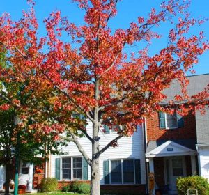 american sweetgum tree in frontyard (Liquidambar styraciflua)