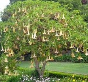 Angel's Trumpet Tree