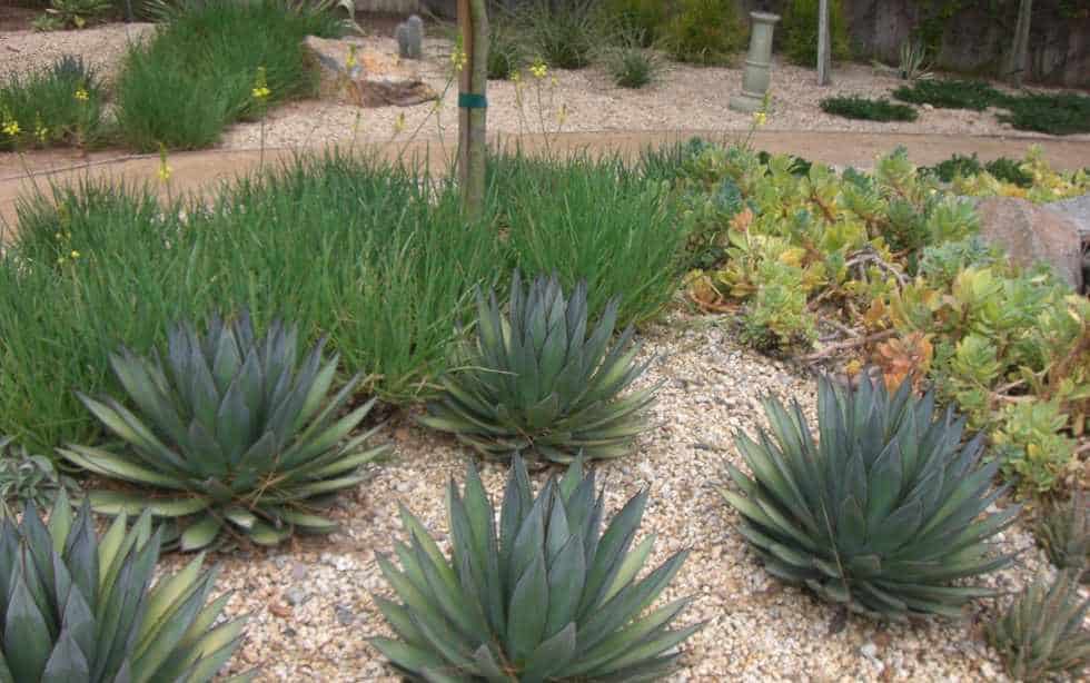 Sustainable Landscape Installation Award winner