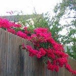 Bougainvillea hanging over a fence