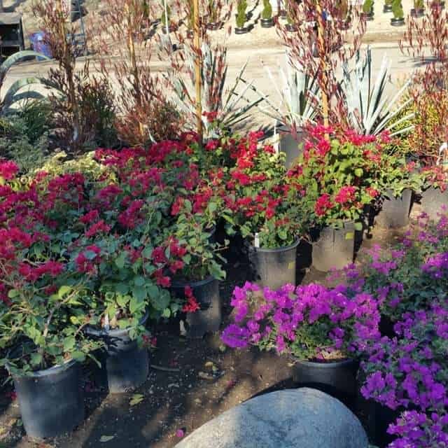 Red and Purple Bougainvilleas in gallon pots
