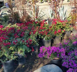 Red and Purple Bougainvilleas in gallon pots