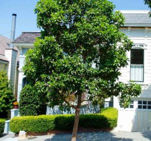 brisbaneboxinsidewalk Tristaniaconferta