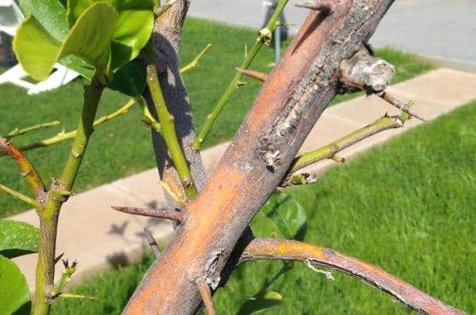 scorched tree branch