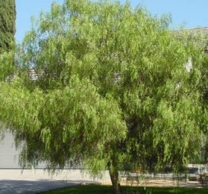 California Pepper Tree Schinus molle