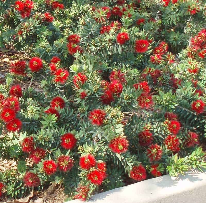 Dwarf Bottlebrush in retaining wall