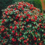 Camellia japonica shrub