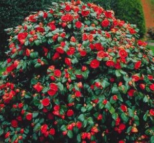 Camellia japonica shrub