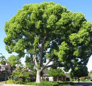 camphor Cinnamomumcamphora