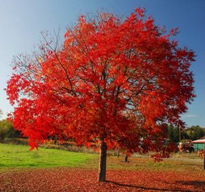 ChinesePistachetree Pistaciachinensis