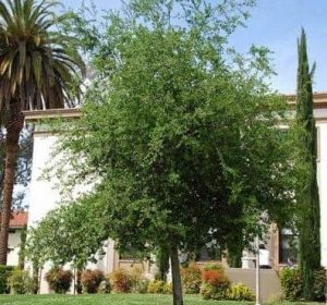 Coast California Live Oak Tree