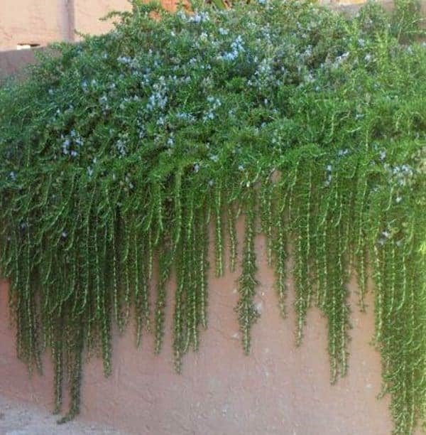 Creeping Rosemary Shrub hanging over wall