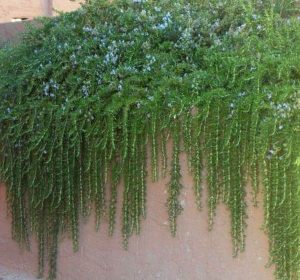 Creeping Rosemary Shrub hanging over wall